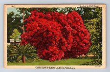 Mandeville LA-Louisiana, General Greetings, Azalea's in Bloom, Vintage Postcard picture
