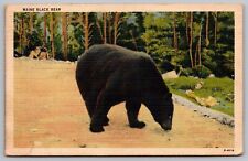 Maine Black Bear Linen Postcard Mars Hill ME Cancel WOB Note VTG Vintage picture