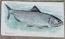 1910 T58 American Tobacco Fish Series Shad picture