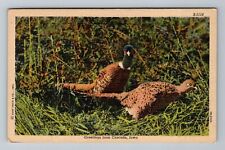 Cascade IA-Iowa Greetings Pair Of Pheasants Vintage Souvenir Postcard picture