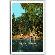 Postcard FL Lake Wales Flamingo's At Mountain Lake Sanctuary picture