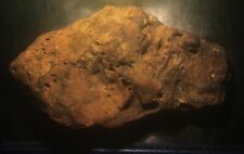 Wealden Very Large Rare Dino Age Crushed Shark Fossil in Nodule picture