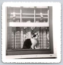 Cat in Window Photograph Vintage Pets Animals Old Photography Picture Old picture