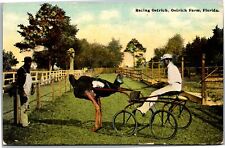 Postcard FL Ostrich Farm - Racing Ostrich picture