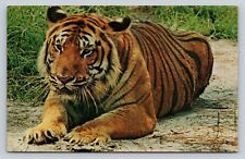 Beautiful Asian Feline Vintage Tiger Postcard North Carolina Zoological Park picture