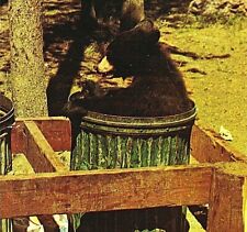 Vtg Chrome Postcard Yellowstone National Park Wyoming Bear Cub in Trashcan UNP picture