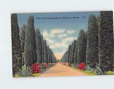 Postcard One of the Beautiful Scenic Streets of Florida picture