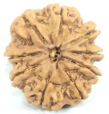 Rare Super collector 9 mukhi rudraksha with 9 seeds - 31.02mm - Nepal -Certified picture