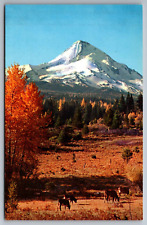 Postcard Elliott Glacier on Mount Hood Oregon   G 10 picture
