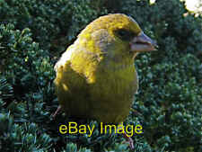 Photo 6x4 Newburgh: A green finch visits my garden Newburgh/NJ9925 Green c2008 picture