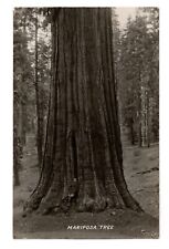 RPPC Real Photo Postcard - Mariposa Tree, Giant Sequoia, Yosemite National Park picture