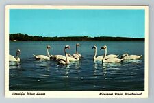 Traverse City MI-Michigan, Beautiful Swans On The Lake, Vintage Postcard picture