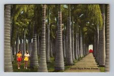 FL-Florida, Stately Royal Palms, Greetings, Antique, Vintage Souvenir Postcard picture
