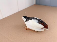 12 Button Quail  Hatching Eggs of different color picture