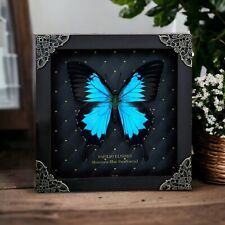 Preserved Butterfly Framed Art Decor Taxidermy Insect Wall Art Home Decor picture