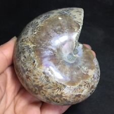 413g   Natural conch Ammonite fossil specimens of Madagascar 642 picture