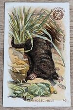 1898 AH900 Church & Co Arm & Hammer Interesting Animals Mole Trade Card #49 picture