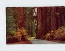 Postcard Autumn Colors Giant Redwood Forests of Northern California USA picture