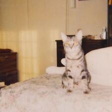 Vintage Polaroid Photo Adorable Cat On Bed Bedroom Cute Pet Found Art Snapshot picture