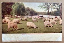 SHEEP IN WASHINGTON PARK, CHICAGO undivided back. Unposted Vintage Postcard picture