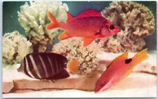 Postcard - Fish and Corals picture