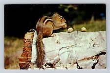 Florence WI-Wisconsin, Greetings, Chipmunk & Nuts, Vintage c1960 Postcard picture