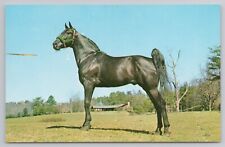 Beautiful Tennessee Walking Horse Western North Carolina Natural Color Postcard picture