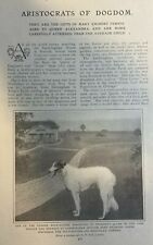 1908 Russian Wolf Hounds of Queen Victoria illustrated picture