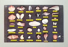 Vtg 1960's Postcard Florida - SHELL CHART Found in the Waters & Beaches of FL picture