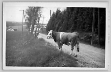 1910s RPPC Dairy Cow Loose on Road Vintage Photo Postcard Europe 1 of 2 picture