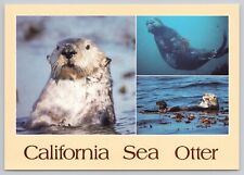 California Sea Otter, Multiview, Vintage Postcard picture
