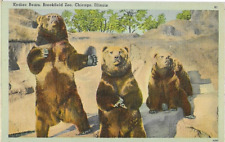 Kodiac Bears, Brookfield Zoo, Chicago Illinois Vintage Postcard picture