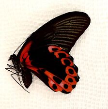 2 Papilio Rumanzovia butterflies picture