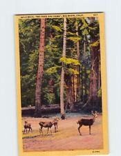 Postcard Wild Buck Two Does And Fawn Big Basin California USA picture