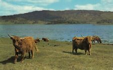 Vintage Advertising  Postcard COWS  RELAXING NEAR WATER POSTED 1977 CHROME STAMP picture