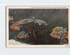 Postcard A Scene Through Glass Bottom Boats Silver Springs Florida USA picture