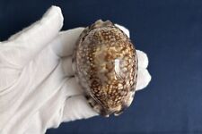 Cypraea maculifera hawaiiensis, Giant 75.3mm & Heavy 81g, Hawaii cowrie seashell picture