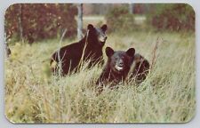 Post Card A Pair of Black Bear Vacationland Scene H237 picture