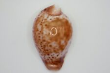 ULTRA RARE Cypraea (Umbilia) hesitata suprastrata 54.6mm S. Australia picture