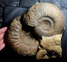 Top fossil. Huge beautiful Jurassic, Callovian ammonites cluster   picture
