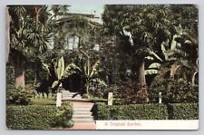 A Tropical Garden c1910 Antique Postcard picture