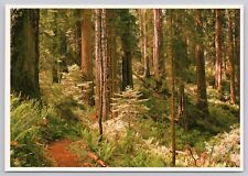 Redcrest California, Redwood Forest Path, Vintage Postcard picture