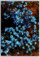 Postcard Australia Post Card Western Australian Wild Flowers Blue picture