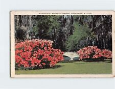 Postcard Beautiful Magnolia Gardens Charleston South Carolina USA picture