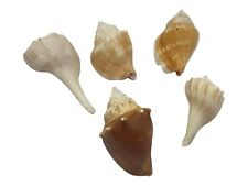 Lot of 5x Various Conch Sea Shells - 3