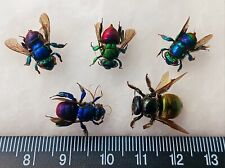 LOT OF 5 HYMENOPTERA BEES PINK PURPLE GREEN AMAZING COLORS FROM ATALAYA-PERU picture
