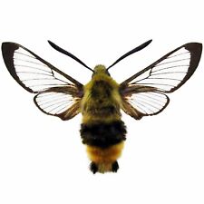 Hemaris thetis ONE REAL HUMMINGBIRD DAY FLYING MOTH USA UNMOUNTED WINGS CLOSED picture