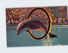 Postcard Bottle-Nosed Porpoise Marineland of the Pacific Sea Arena California picture