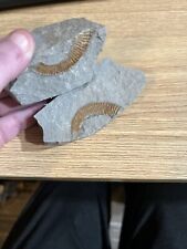 Partial Ammonite Fossil picture