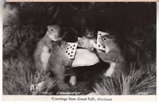 RPPC GREETINGS FROM GREAT FALLS MONTANA - THE GAMBLERS SQUIRREL'S POKER CARDS picture